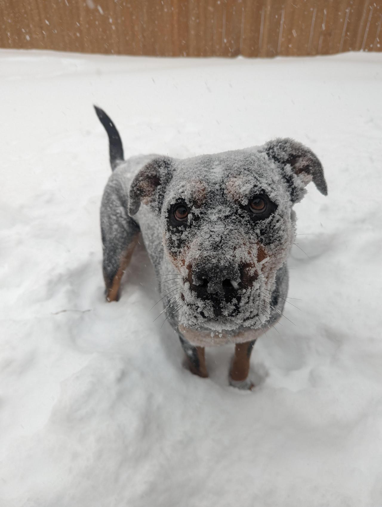 The majestic North Canadian Snow dog in its natural habitat.