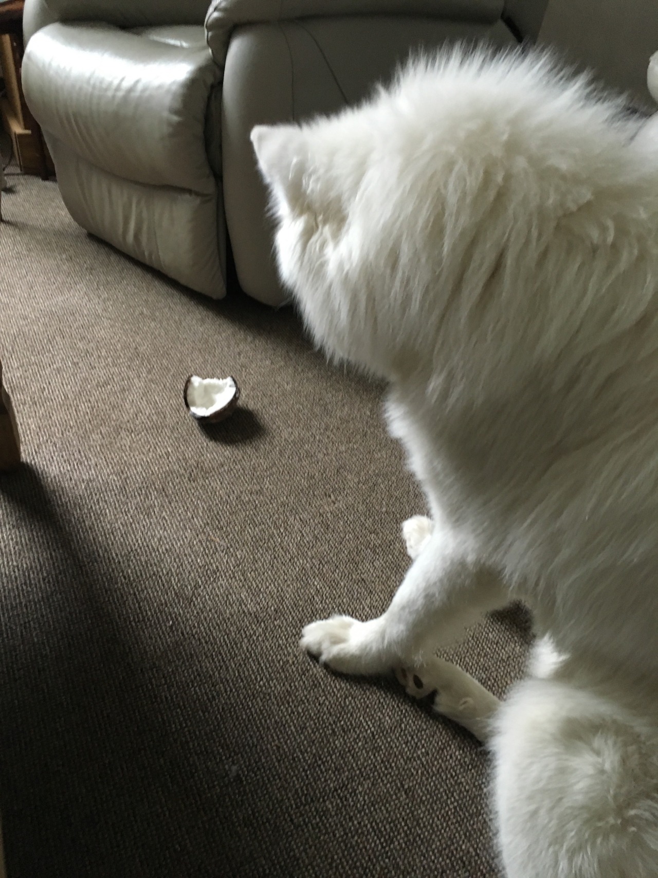 cloudthesamoyed:  i must protect this coconut 