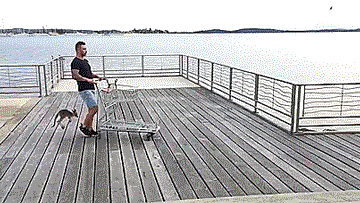 tastefullyoffensive:  When your best friend is a baby kangaroo. [video]
