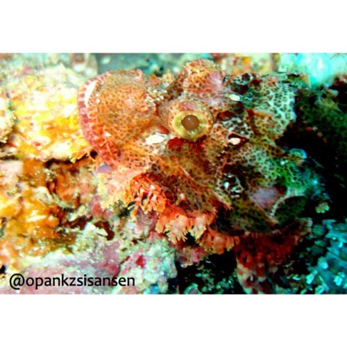 Smiling stone fish  #bonsayrock #labuanbajo #cndive #komodo #flores #ntt #indonesia #scubadive #divi