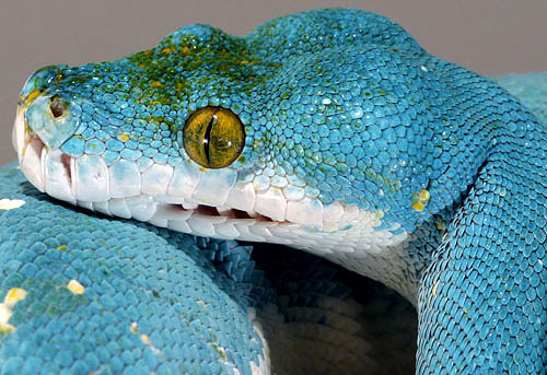 take-me-far-away-from-here:Green Tree Python - blue coloring  (Morelia viridis)The adults have a vib