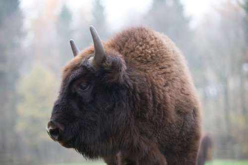 Wisent (Bison bonasus)