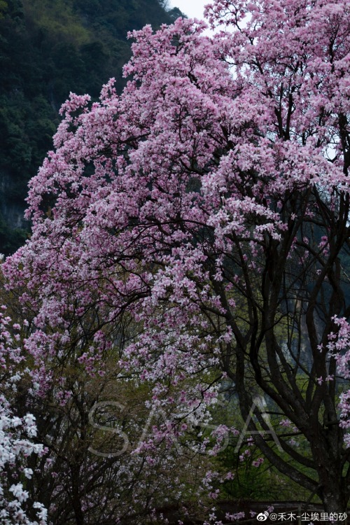 fuckyeahchinesegarden: 九皇山jiuhuang mountain, 绵阳mianyang, sichuan province by 禾木-尘埃里的砂