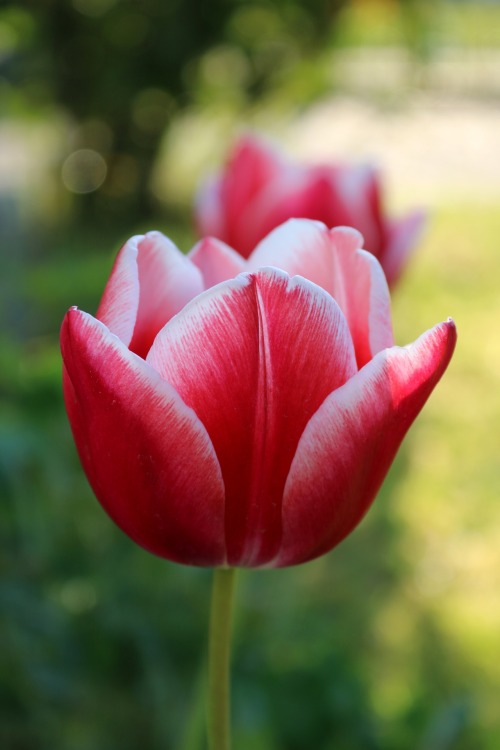 tulipa