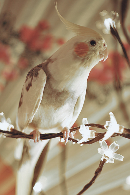 gokunobaka:  My burb landed on my fake sakura tree lamp so I had to take a few shots XDHe got curious at the end<3Burb is having his 17th birthday this week! <3 