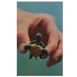 Karo-Cool:  I Want A Turtle!! 