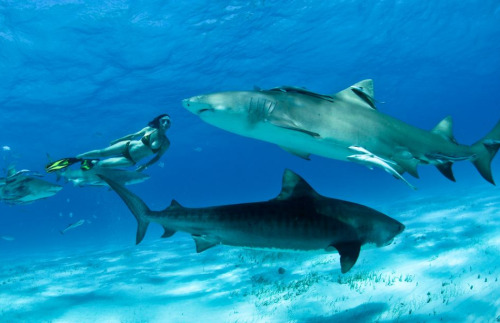 awkwardsituationist:  lesley rochat, who runs afrioceans conservation alliance in south africa, is photographed by mark ellis swimming in the bahamas with tiger sharks, considered one of the most dangerous species in the world, to help change this public