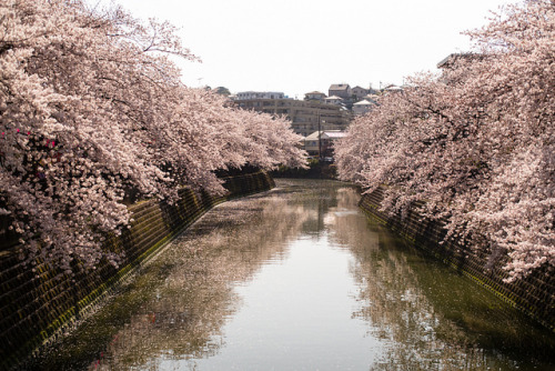 Cherry Trees &amp; River by kuma_photography on Flickr.