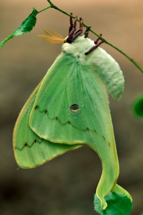 silvaris:Luna Moth by   J. Michael Raby