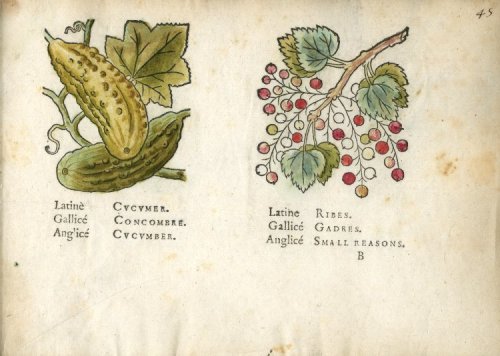 heracliteanfire: Two representations of plants: cucumbers on vine on the left, and redcurrant on the