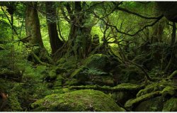 unmotivating:  The Moss Covered Forest of