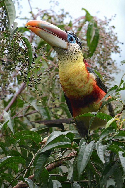 libutron:Curl-crested Aracari  Pteroglossus beauharnaesii (Piciformes - Ramphastidae), a stunning sp