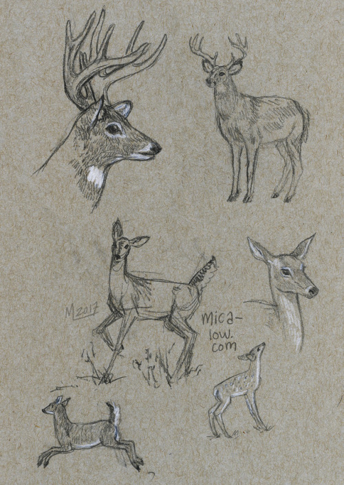 sketchbook pages fall 2016-spring 2017, part 2: animal studies (selections). All from web references