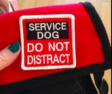 Things Not to Do to People with Service Dogs, Please, I’m Begging You