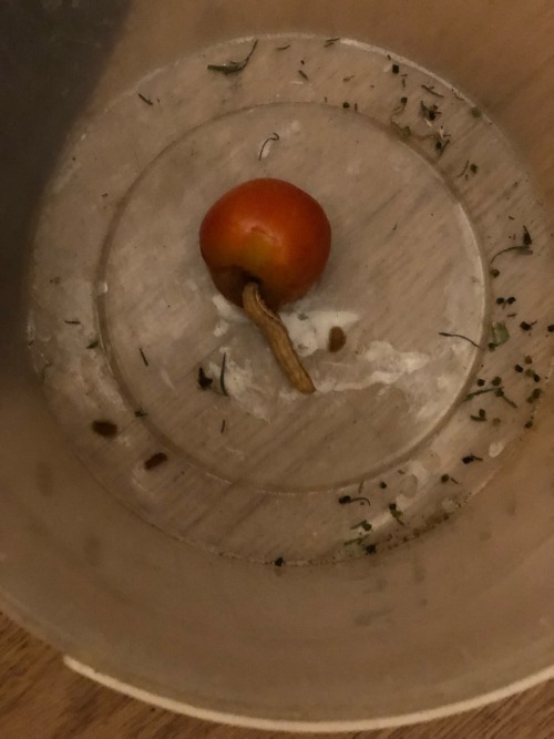 I Think My Husband Would Love Me If I Became A Worm. Because He Found A Worm At The Bottom Of A Bucket