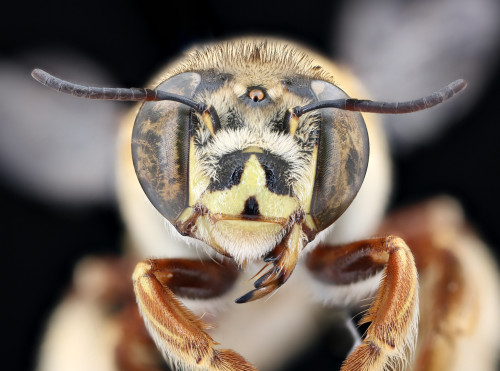 usgsbiml: A lovely fuzzy Centris (C. aethyctera).  Collected by Tim McMahon in Costa Rica.  Compact 