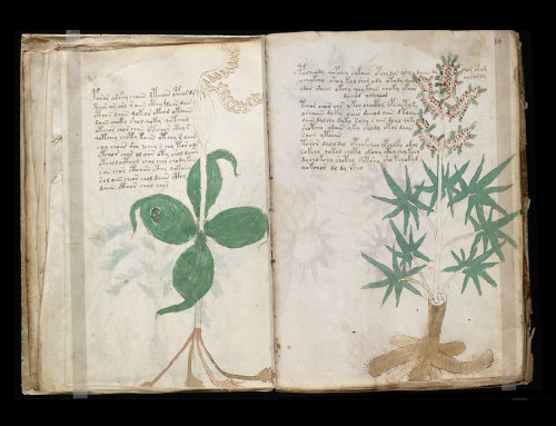 moon-medicine: The Voynich Manuscript is a mysterious text, written in an unknown language and fille