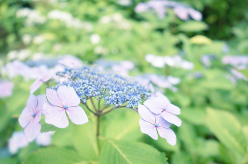 hydrangea