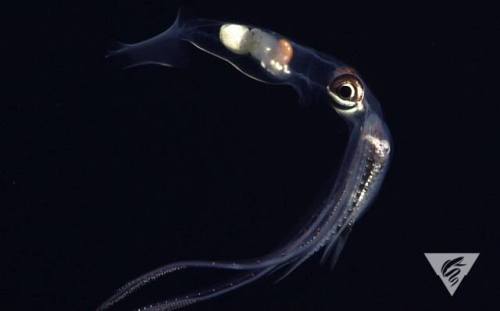 typhlonectes:Look closely and you’ll see that this deep-sea squid, Chiroteuthis calyx, has caught it