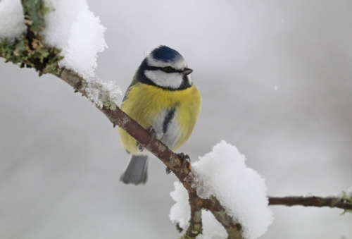 More winter birds: Great tit/talgoxe, Nuthatch/nötväcka, Treecreeper/trädkrypare, Yellowhammer/gulsp