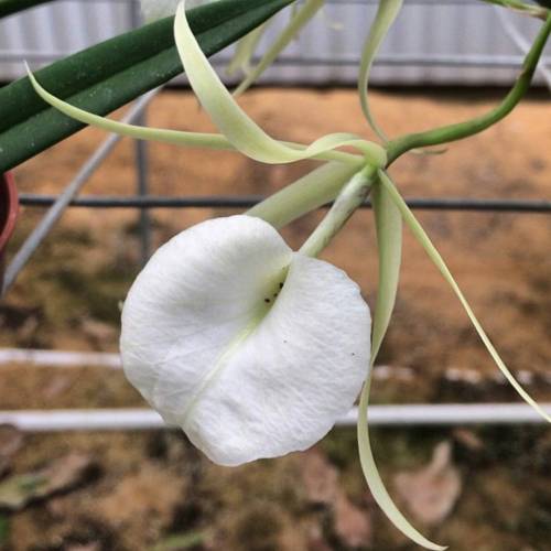 Brassavola nodosa is in the orchid family Orchidaceae. This species is native to Mexico and other pa