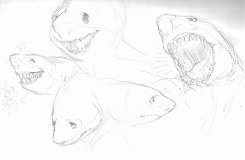 bakemeats: Some shark character designs from my illustration class!! I really like these but I don&r