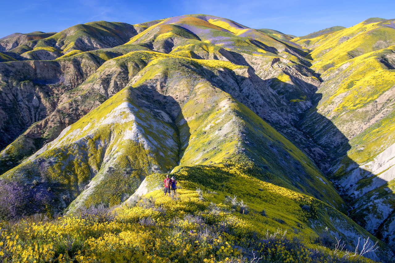 americasgreatoutdoors: The superbloom has migrated north to California’s Central