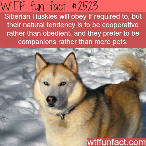 wtf-fun-factss:  Siberian Huskies - WTF fun facts