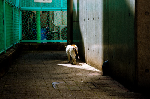 京島で出会ったお疲れ気味のネコさん Cats in Kyojima ,TokyoA tired one
