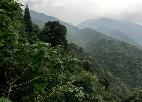 Hunan Mountain Forest by cowyeow