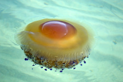 the-goddamazon:  ftcreature:  Fried Egg Jellyfish Are Kind of Adorable – &amp; That’s No Yolk. There are two species that hold the whimsical title of “Fried Egg Jellyfish”: Phacellophora camtschatica and Cotylorhiza tuberculata though the
