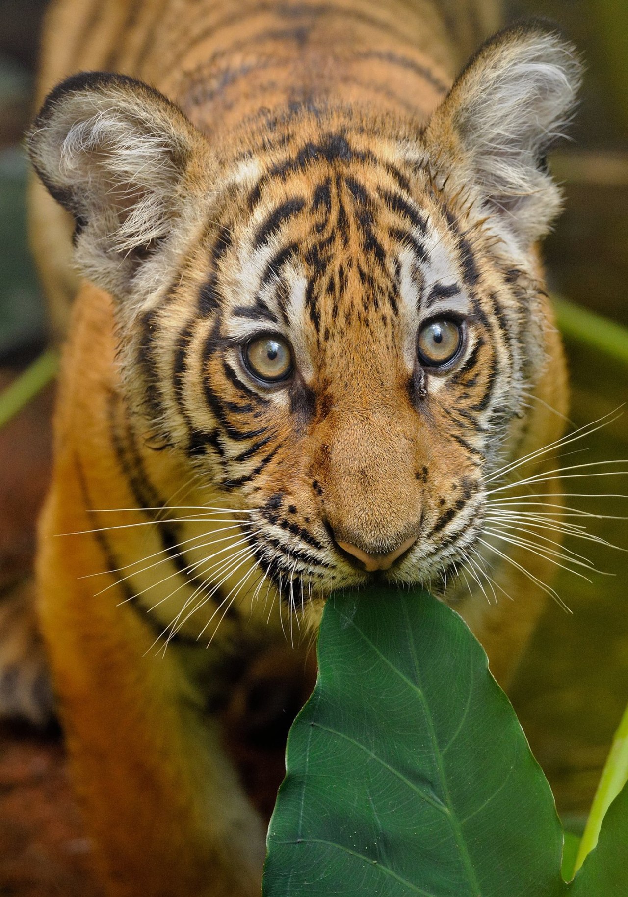 sdzoo:  September, 2008 - Little Menderu (Berani, Cinta, and Connor’s older brother)