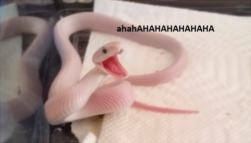 XXX snekysnek:  My rat snake is such a jokester. photo