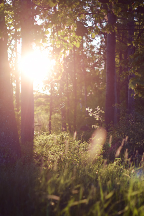 thereflectingthicket - Millennium Journey
