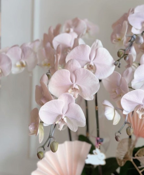 .iNBLOOM