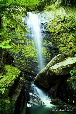 praial: Puerto Rico: El Yunque rainforest