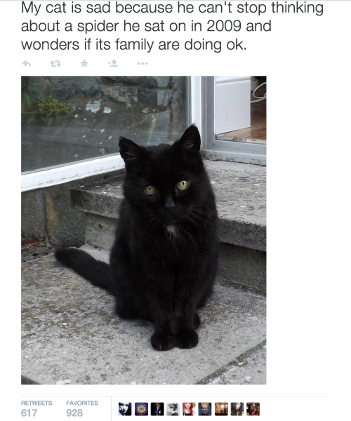 archiemcphee:Cats are moody creatures, just like people. They have ups and downs, good days and bad.
