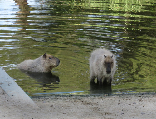 Capybaras take baths both in winter and summer.Las capibaras se bañan tanto en invierno como en vera