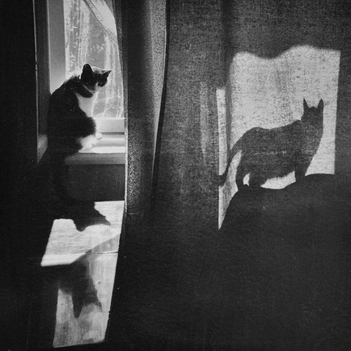 Evgeniya Gor (Kazakh, Based Astana, Kazakhstan) - She Photographs The Homeless Cats Of Kazakhstan.