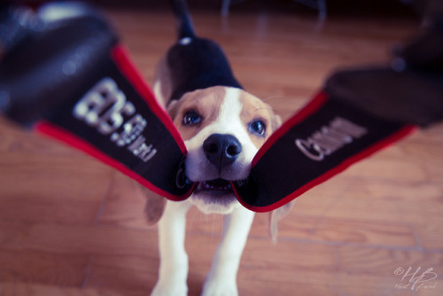 Beagle vs. Canon photograph by Horst Bursik :: via hors-t