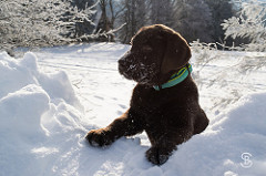 labradordogfan:  Dog Trainer for your Labrador