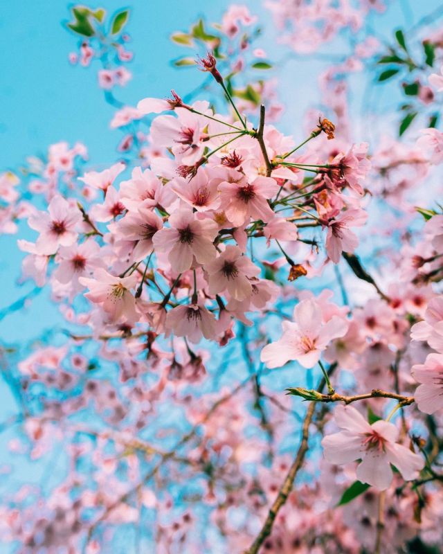 “The soul has words as petals.” - Edmond Jabes #petals #cherryblossom #inspiration #jewelryinspiration #jewelryideas #floraandfauna #dubai #uae  https://www.instagram.com/p/CRgPO98LX7k/?utm_medium=tumblr #petals#cherryblossom#inspiration#jewelryinspiration#jewelryideas#floraandfauna#dubai#uae