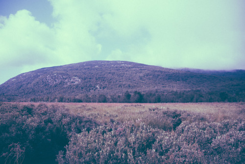 Out on the Trail in Acadia National ParkDan DonnarummaInstagram l Tumblr