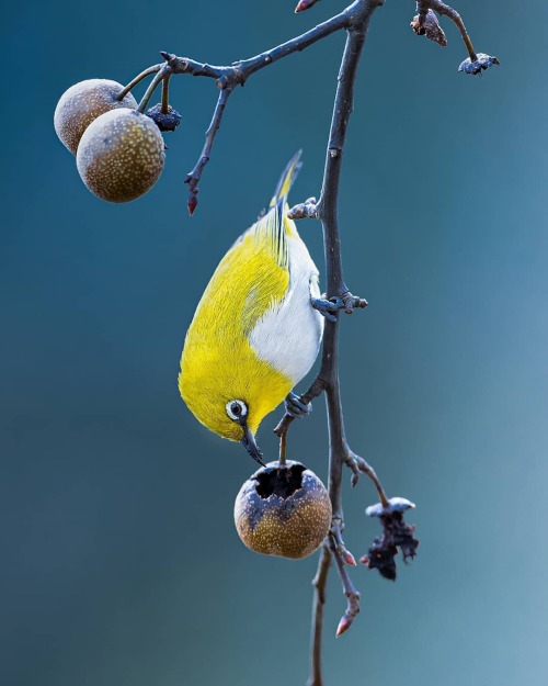 Photo by @rameshkarmakar_wildlife Fruits Lover’ !! In Frame: Oriental White Eye Sattal, Uttara