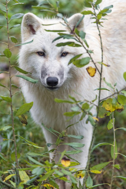 magicalnaturetour: Sweet female wolf among