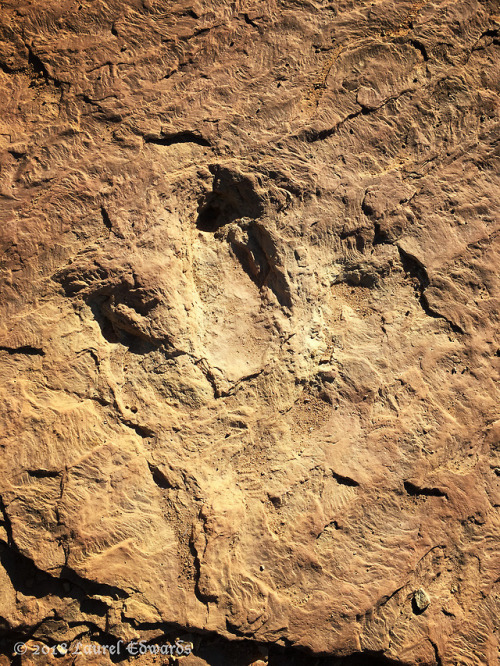 jadewolf-photography: Copper Ridge Dinosaur Tracksite Theropod TracksLate Jurassic (~150 million yea