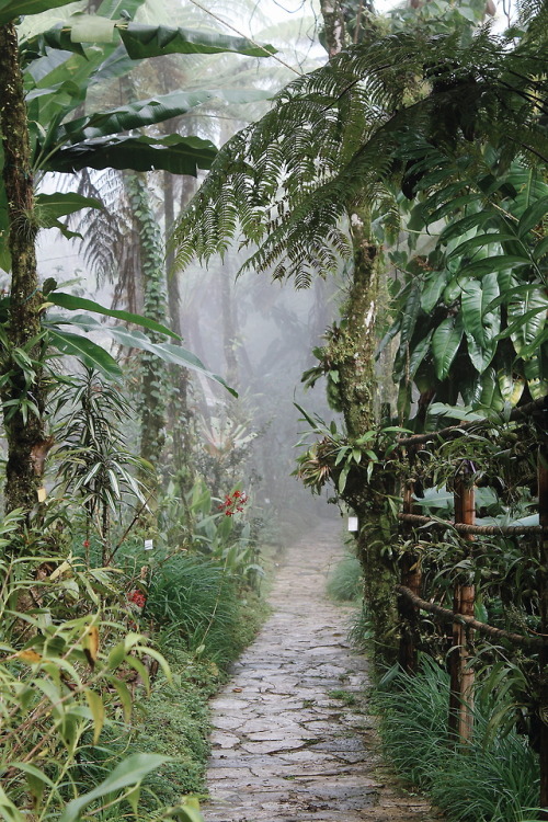 venus-garden: Jardín Botánico Xoxocticflickr / vscogrid / instagram (please keep the caption)