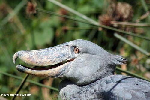 cloudcuckoolander527:  yowhosedogisthat:  Shoebills look very scary from the front  But from other angles… eeeeeeyyyy  eeeeyyyyyy  eeeeeyyyy  eeeeyyyyyy eeeeeyyyy eyyyyyyyy  I think we’ve just found the opposite of a bald eagle.  Cool and hardcore