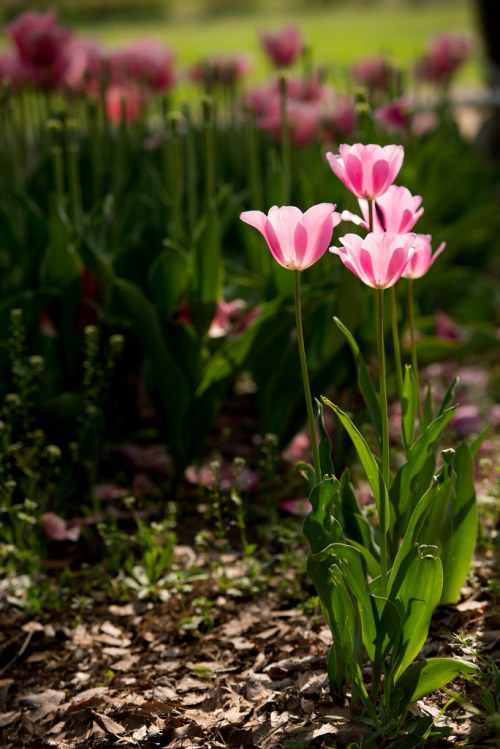 m3411:チューリップ2014/4/19撮影D600,135mm,F4.0,ISO100,1/250sec #flickstackrFlickr: flic.kr/p/nAKpG9