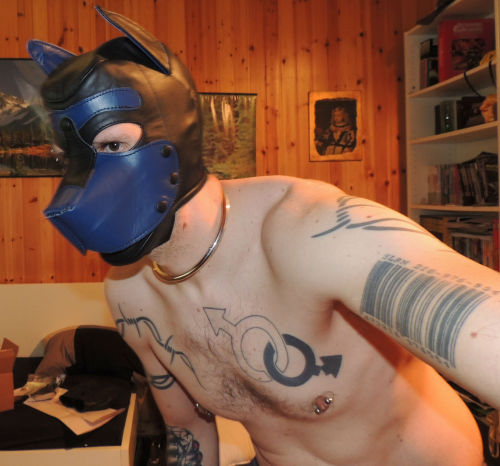 The blue is awesome on the Mr S hood.I notice the snout is a little shorter as well, looks fantastic!rubberobot:  WRUUF!!!